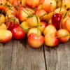 Rainier Cherry Tree 2 Rainier Cherry Tree -Deals The Flora Sprout Store Rainier Cherry Tree FGT 600x600 1094475e 5dab 4191 8167 5c5a6519bb91
