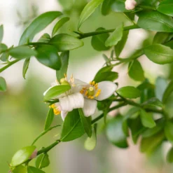 Red Finger Lime Tree 9 Red Finger Lime Tree -Deals The Flora Sprout Store Red FInger Lime 2 6caf0467 1911 48e7 a9fa babb0a6fffe5