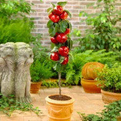 North Pole Columnar Apple Tree 7 North Pole Columnar Apple Tree -Deals The Flora Sprout Store Red Columnar Apple 1