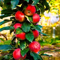 North Pole Columnar Apple Tree 8 North Pole Columnar Apple Tree -Deals The Flora Sprout Store Red Columnar Apple 3