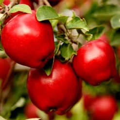 Apple Pollinator Pack 10 Apple Pollinator Pack -Deals The Flora Sprout Store Red Delicious Apple 1