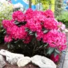 Red Rhododendron Shrub 2 Red Rhododendron Shrub -Deals The Flora Sprout Store Red Rhododendron FGT 600x600 3a65a6f3 2b2f 42ff 9401 dd2ec7848eec