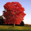 Red Sunset® Maple Tree 1 Red Sunset® Maple Tree -Deals The Flora Sprout Store Red Sunset Maple FGT 600x600 01aa6ecd 05bf 4da3 9d82 bb06c1d9109b