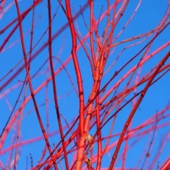 Red Twig Dogwood Shrub -Deals The Flora Sprout Store Red Twig Dogwood 3 FGT