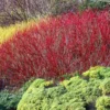 Red Twig Dogwood Shrub 1 Red Twig Dogwood Shrub -Deals The Flora Sprout Store Red Twig Dogwood FGT 600x600 ca95a0ad ea72 4089 9465 3db9ea060362