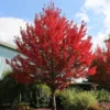 Redpointe® Maple -Deals The Flora Sprout Store Redpointe Maple 600x600 2