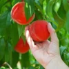 Redskin Peach Tree 2 Redskin Peach Tree -Deals The Flora Sprout Store Redskin Peach Tree FGT 600x600 3c7c3ae4 1db7 4170 96d5 babcc1411ea3