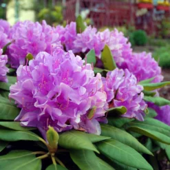 Lavender Rhododendron Shrub 9 Lavender Rhododendron Shrub -Deals The Flora Sprout Store Rhododendron Lavender 3 FGT