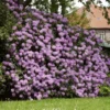 Lavender Rhododendron Shrub 1 Lavender Rhododendron Shrub -Deals The Flora Sprout Store Rhododendron Lavender FGT 600x600 9d084bfd 402e 4a14 904d c3667851a20a