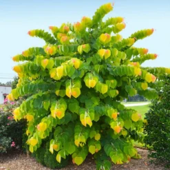 The Rising Sun™ Eastern Redbud Tree 9 The Rising Sun™ Eastern Redbud Tree -Deals The Flora Sprout Store Rising Sun Redbud 2 FGT