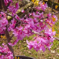 The Rising Sun™ Eastern Redbud Tree 11 The Rising Sun™ Eastern Redbud Tree -Deals The Flora Sprout Store Rising Sun Redbud 6