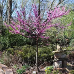 The Rising Sun™ Eastern Redbud Tree 12 The Rising Sun™ Eastern Redbud Tree -Deals The Flora Sprout Store Rising Sun Redbud 7
