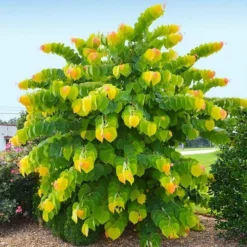 The Rising Sun™ Eastern Redbud Tree