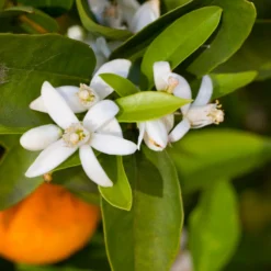 Robertson Navel Orange -Deals The Flora Sprout Store Robertson Navel Orange 1