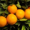 Robertson Navel Orange -Deals The Flora Sprout Store Robertson Navel Orange FGT 600x600 a9f66161 ec44 4cfb 838f b40ef8e18604