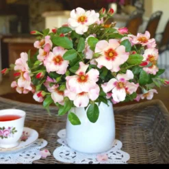 Raspberry Kiss™ Rose Tree 9 Raspberry Kiss™ Rose Tree -Deals The Flora Sprout Store Rosemarry Kiss Rose tree 1