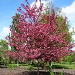 Royal Raindrops® Crabapple Tree -Deals The Flora Sprout Store Royal Raindrops Crabapple 2