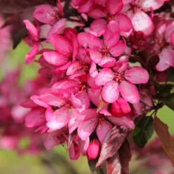 Royal Raindrops® Crabapple Tree -Deals The Flora Sprout Store Royal Raindrops Crabapple 3