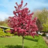 Royal Raindrops® Crabapple Tree 1 Royal Raindrops® Crabapple Tree -Deals The Flora Sprout Store Royal Raindrops Crabapple 600x600 d2fb66a7 8df8 4a13 9378 65bf4b5229e8
