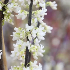 Royal White Redbud Tree -Deals The Flora Sprout Store Royal White Redbud 5 FGT