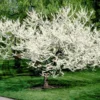 Royal White Redbud Tree 1 Royal White Redbud Tree -Deals The Flora Sprout Store Royal White Redbud 600x600 ccd5de23 5283 4e40 b2ae 60b520088a5a