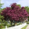 Royalty Crabapple Tree 2 Royalty Crabapple Tree -Deals The Flora Sprout Store Royalty Crabapple FGT 600x600 d774e7b4 d01c 4958 babc a565dfd4fbc1