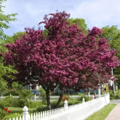 Royalty Crabapple Tree