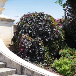 Ruby Falls Redbud Tree -Deals The Flora Sprout Store Ruby Falls Redbud 8