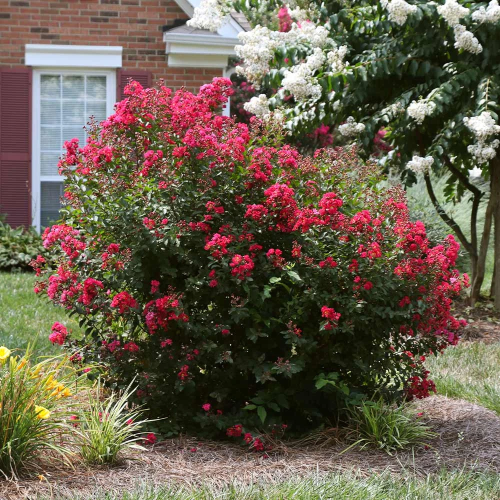 Ruby Prince™ Emerald Empire® Crape Myrtle Tree 4 Ruby Prince™ Emerald Empire® Crape Myrtle Tree - Image 2
