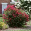 Ruby Prince™ Emerald Empire® Crape Myrtle Tree -Deals The Flora Sprout Store Ruby Prince Crape Myrtle 600x600 13ad0d15 815c 4640 a1b0 f727db853f57