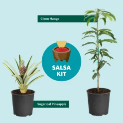 Salsa Kit -Deals The Flora Sprout Store SalsaKitGraphic