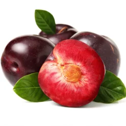 Satsuma Plum Tree -Deals The Flora Sprout Store Satsuma Plum 2