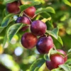 Satsuma Plum Tree 1 Satsuma Plum Tree -Deals The Flora Sprout Store Satsuma Plum 600x600 ac1fa119 665e 4703 805a ba2b5c7c1b8d