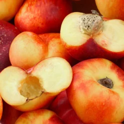 Donut Saturn Peach Tree 11 Donut Saturn Peach Tree -Deals The Flora Sprout Store Saturn Peach Tree 1 c5562afa 6180 4bc9 93b7 f9f53b5d2cd0