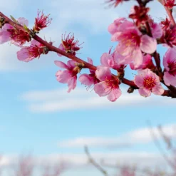 Donut Saturn Peach Tree 13 Donut Saturn Peach Tree -Deals The Flora Sprout Store Saturn Peach Tree 4 19c82b04 5fc8 4f38 9ffb 3e59ae0ee35b