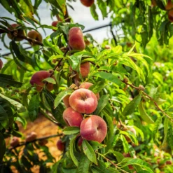 Donut Saturn Peach Tree 14 Donut Saturn Peach Tree -Deals The Flora Sprout Store Saturn Peach Tree 5 21ea4320 798c 41bd 932e b7297febbf6c