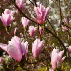 Saucer Magnolia Tree -Deals The Flora Sprout Store Saucer Magnolia 2 FGT