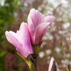Saucer Magnolia Tree -Deals The Flora Sprout Store Saucer Magnolia 3