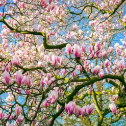 Saucer Magnolia Tree -Deals The Flora Sprout Store Saucer Magnolia 6