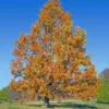 Sawtooth Oak Tree -Deals The Flora Sprout Store Sawtooth Oak Tree FGT 600x600 74e4d3cc aacc 4698 8c15 b9038cc02f3f