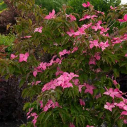 Scarlet Fire® Dogwood Tree 7 Scarlet Fire® Dogwood Tree -Deals The Flora Sprout Store Scarlett Fire 1