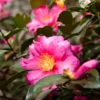 Camellia 'Shi-Shi Gashira' Shrub 1 Camellia 'Shi-Shi Gashira' Shrub -Deals The Flora Sprout Store ShiSHi Gashira Camellia FGT 600x600 bafe4450 79ed 4016 84c6 d7fcb64225e8