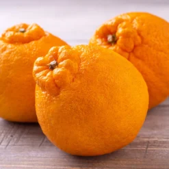 Shiranui Mandarin Tree -Deals The Flora Sprout Store Shiranui Mandarin 4 FGT