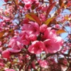 Show Time™ Crabapple Tree -Deals The Flora Sprout Store Show Time Crabapple 600x600 1eed0a0f 6705 4b3e 936f 95c02a5f2eb7
