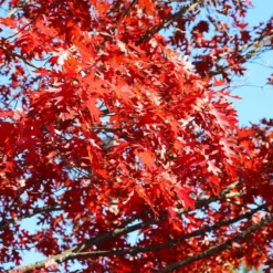 Shumard Oak Tree 9 Shumard Oak Tree -Deals The Flora Sprout Store Shumard Oak 3