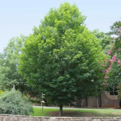 Silver Maple Tree -Deals The Flora Sprout Store Silver Maple Tree 6