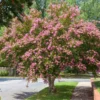 Sioux Crape Myrtle 2 Sioux Crape Myrtle -Deals The Flora Sprout Store Sioux Crape myrtle FGT 600x600 c3f26958 d4d9 4062 b2b6 fe702d4b6de9