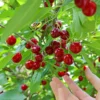 Skeena Cherry Tree 1 Skeena Cherry Tree -Deals The Flora Sprout Store Skeena Cherry FGT 600X600 1304eed1 04ee 4e47 9ef3 8afb5cd1cf53