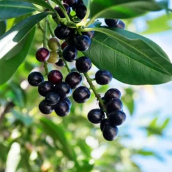 Skip Laurel -Deals The Flora Sprout Store Skip Laurel 1 FGT