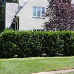 Skip Laurel -Deals The Flora Sprout Store Skip Laurel 5